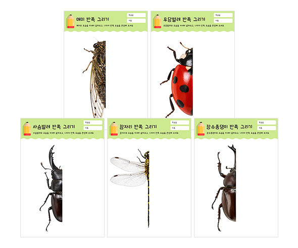 곤충 반쪽 그리기