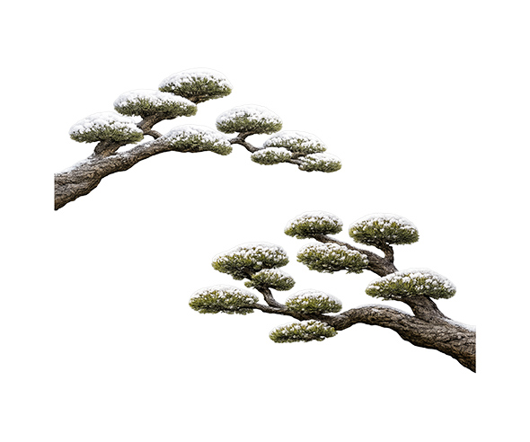 눈 쌓인 소나무