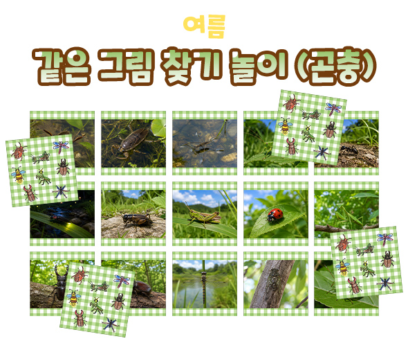 같은 그림 찾기 놀이 (곤충)