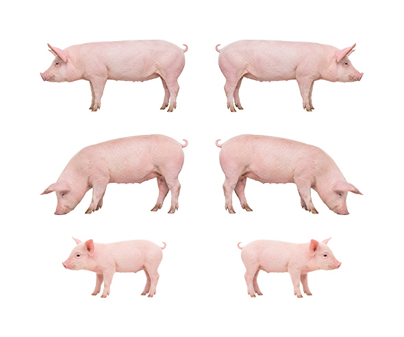 돼지