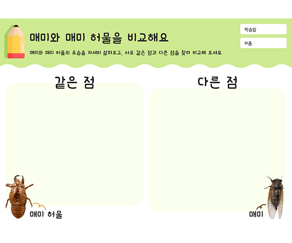 매미와 매미 허물을 비교해요