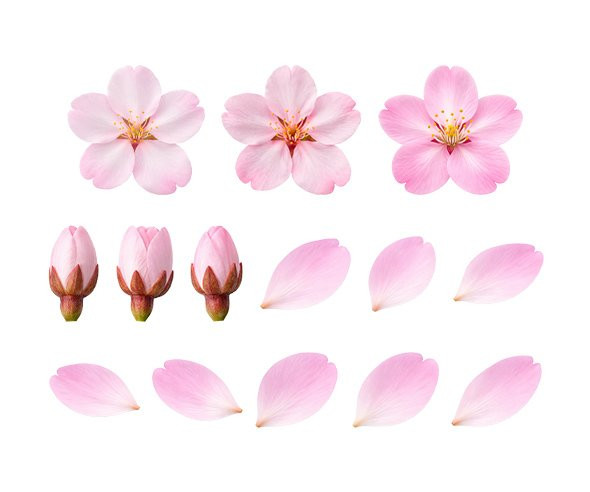 벚꽃