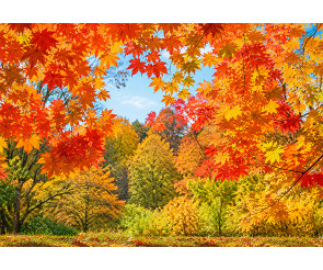 가을 풍경 배경