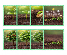 식물 성장 과정 순서도 카드
