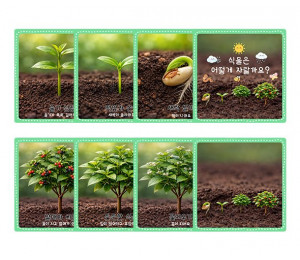 식물 성장 과정 순서도 카드