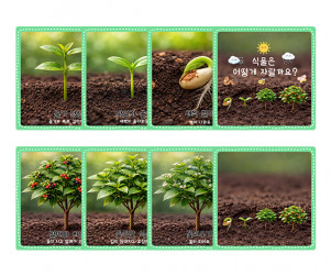 식물 성장 과정 순서도 카드