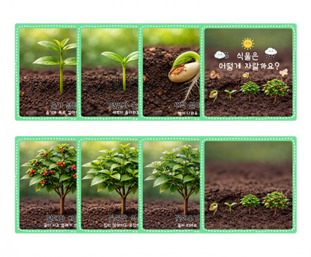 식물 성장 과정 순서도 카드