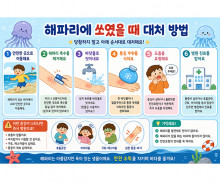 해파리 쏘였을 때 대처방법