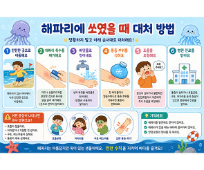 해파리 쏘였을 때 대처방법