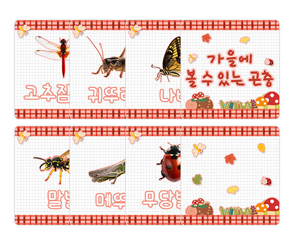 가을에 볼 수 있는 곤충 카드
