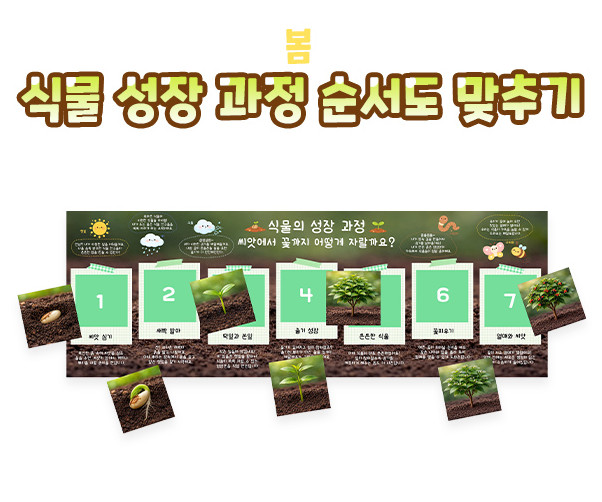 식물 성장 과정 순서도 맞추기
