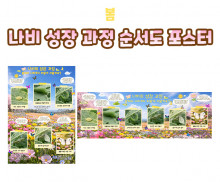 나비 성장 과정 순서도 포스터