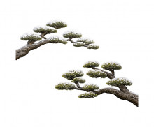 눈 쌓인 소나무