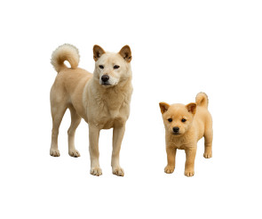 개, 강아지