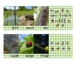 내가 좋아하는 여름 곤충 카드