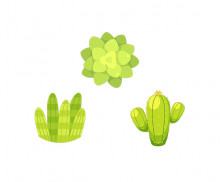 선인장, 스투키, 다육이