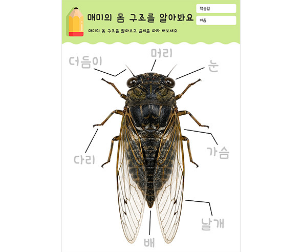 매미의 몸 구조를 알아봐요