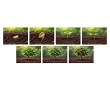 식물 성장 과정