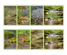 개구리 성장 과정 순서도 카드