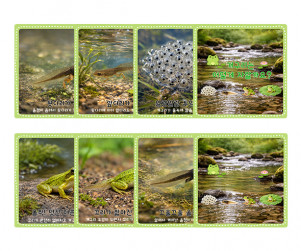 개구리 성장 과정 순서도 카드