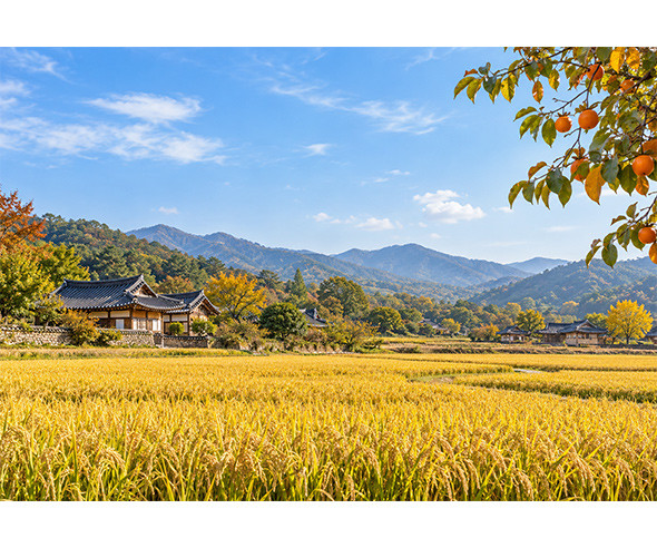 벼가 익은 가을 풍경