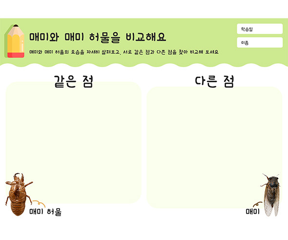 매미와 매미 허물을 비교해요