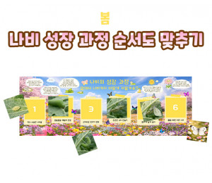 나비 성장 과정 순서도 맞추기