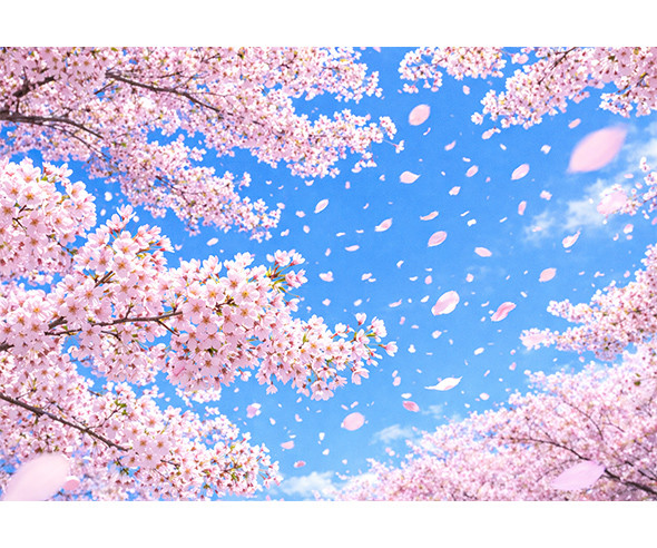 벚꽃 배경