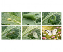 배추흰나비 성장 과정