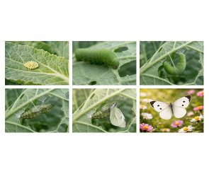 배추흰나비 성장 과정