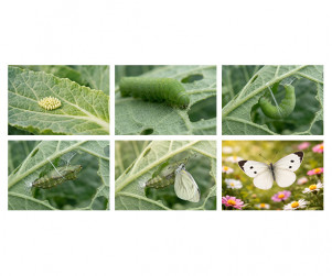 배추흰나비 성장 과정