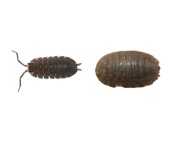 쥐며느리(공벌레)