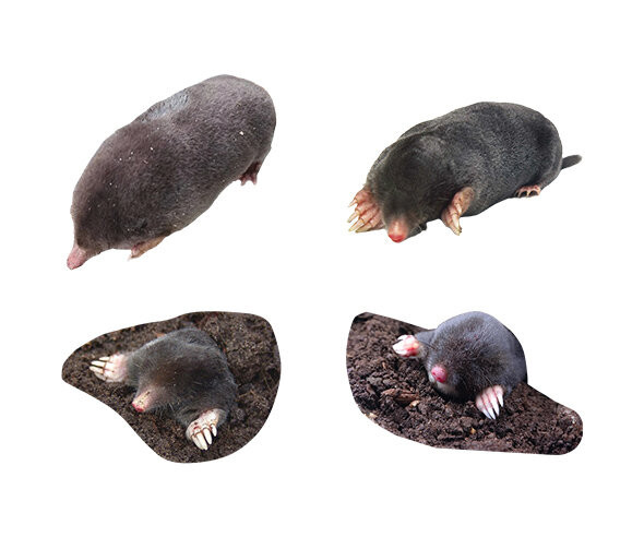 두더지