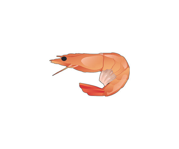 새우
