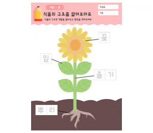 식물의 구조를 알아보아요