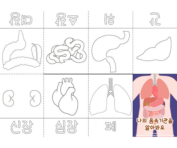 나의 몸속 기관을 알아봐요 사전