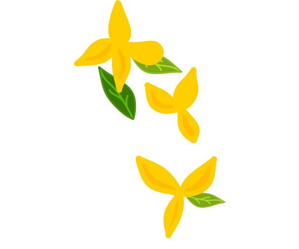 개나리