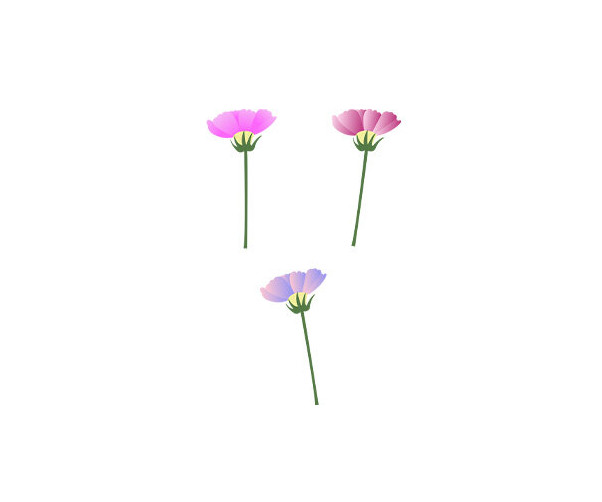 코스모스