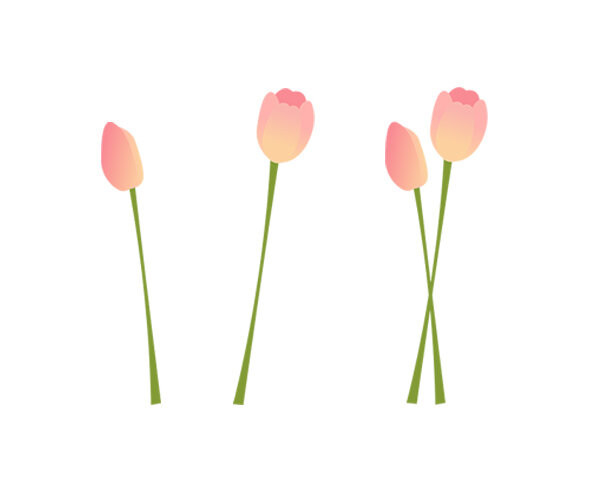튤립(분홍)