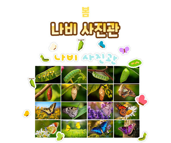 나비 사진관