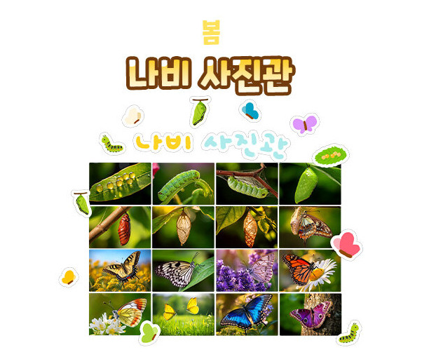 나비 사진관