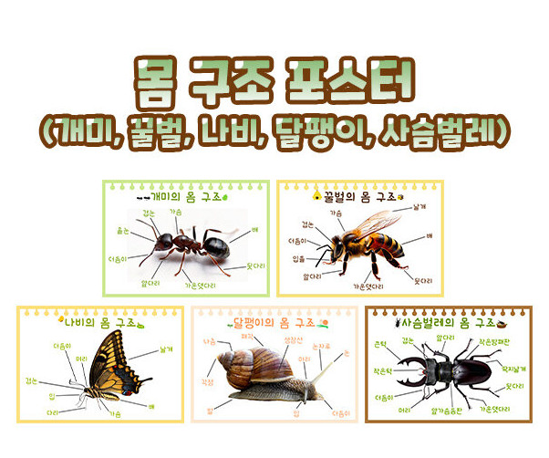 몸 구조 포스터(개미,꿀벌,나비,달팽이,사슴벌레)
