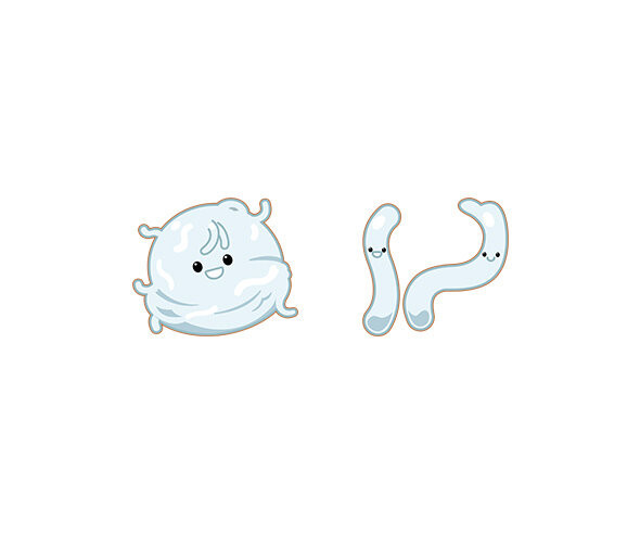 천사채