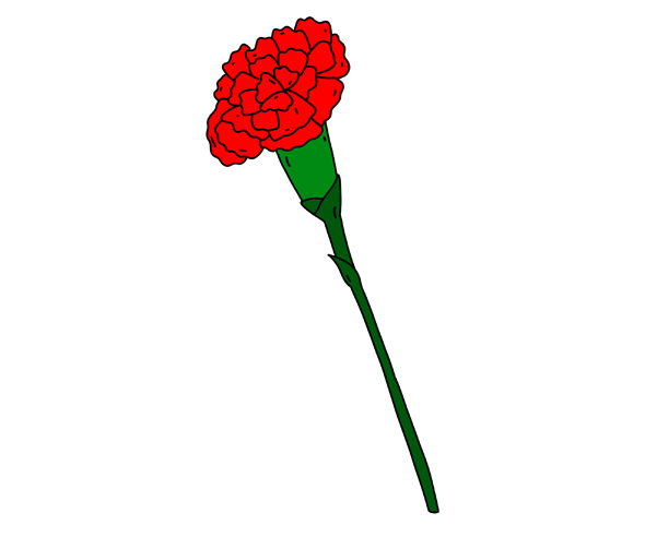 카네이션