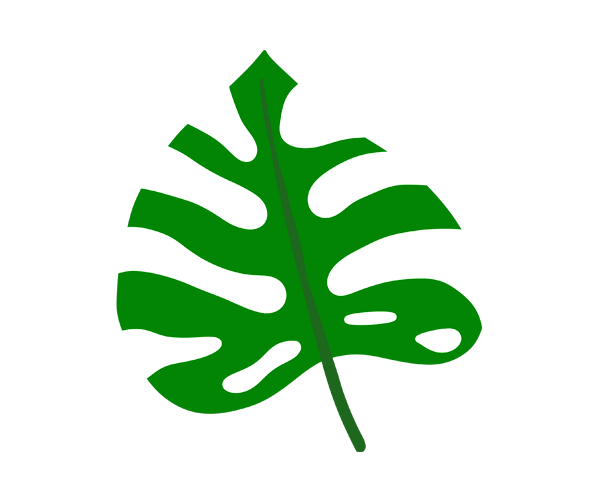 몬스테라