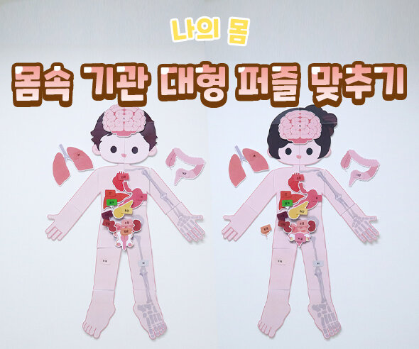 몸속기관대형퍼즐맞추기 ㅍ