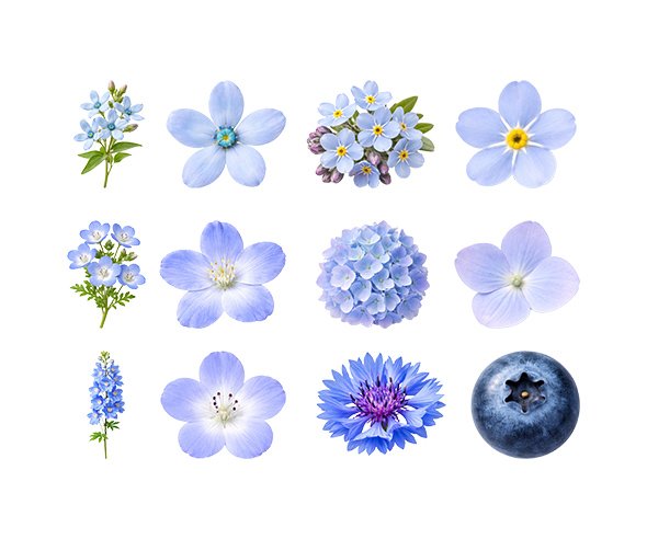 하늘색 꽃, 과일