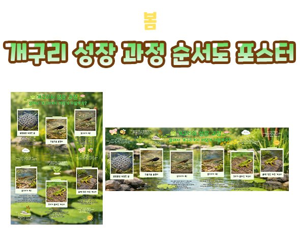 개구리 성장 과정 순서도 포스터