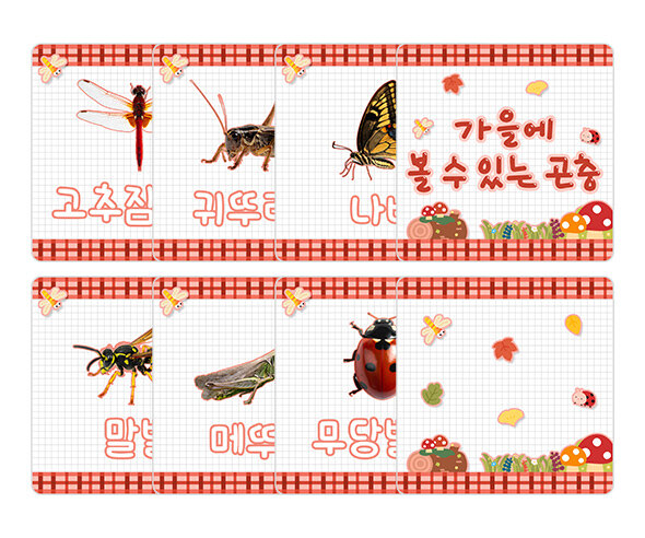 가을에 볼 수 있는 곤충 카드