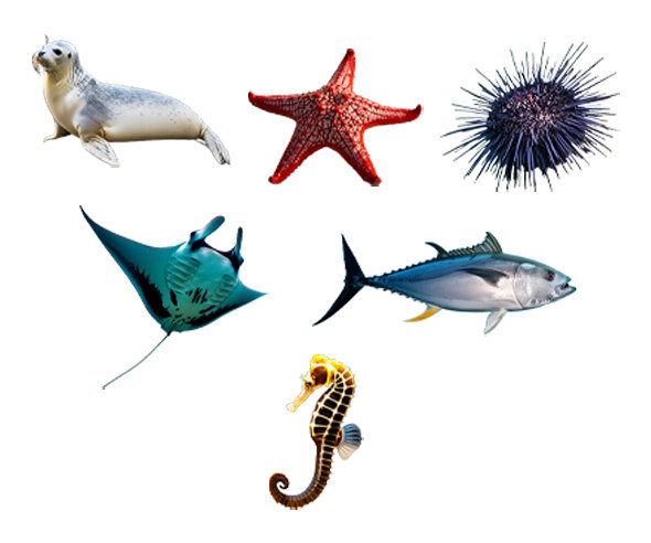 바다 동물(가오리,참치,해마,물개,불가사리,성게)